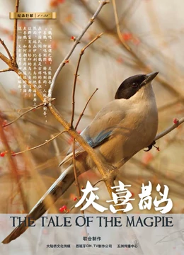 灰喜鹊的起源