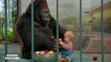 小鬼当街：小婴儿把黑猩猩当妈妈，人贩子却头痛，不敢上啊！