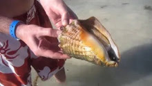 海螺不能随便捡,否则一不小心,就能让你一瞬间“嗝屁”!
