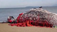 痛心！一头鲸鱼搁浅在沙滩边，胃里发现很多塑料垃圾！