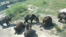 上海野生动物园熊群咬死饲养员：9名负责人被处理