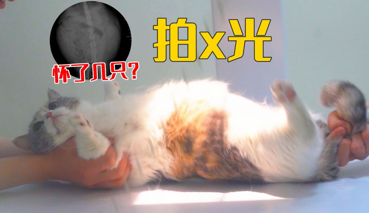 带怀孕母猫拍x光!