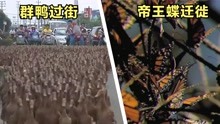 [图]4件你没见过的事，公路放鸭阻断道路，帝王蝶迁徙到墨西哥过冬？