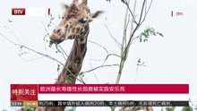  欧洲最长寿雄性长颈鹿被实施安乐死