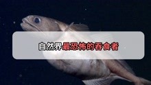 [图]能吞下超自身体重10倍的生物，自然界“恐怖”吞食者，你怕了吗？