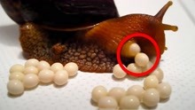 四个最奇葩的动物繁殖方式，原来蜗牛宝宝是脑袋里蹦出来的？
