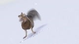 冰川时代：松鼠藏松果塞不进雪里，使劲一按，竟造成雪崩！