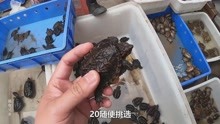佛山顺德乌龟市场，甲鱼20一斤，鳄龟20一只，比你那边便宜吗？