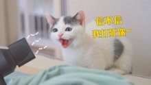 [图]为了以后不洗澡，小奶猫和吹风机干了一架！