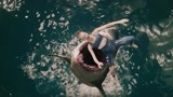 鲨口逃生：美女以为迎来生机，没想到鲨鱼在等着她，直接一口下肚