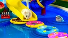 小仓鼠历险记：仓鼠玩水上乐园滑滑梯，会不会变成落汤鸡？