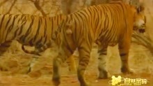 [图]两只老虎躲进树林里交配，亲呢动作让人害羞