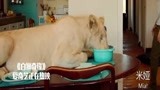 白狮奇缘：要把狮子当宠物，小狮子上桌子吃饭