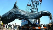 5种人类捕捉到最大的动物，渔民意外捕获深海龙王鱼？手钓大白鲨