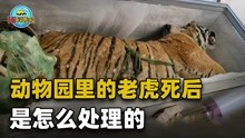 [图]动物园里死亡的老虎如何处理？黑心老板们，你们的良心会痛吗？