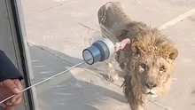 网曝邯郸一动物园狮子骨瘦如柴，拍摄者：饿成细狗了