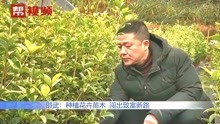 [图]年销售额近300万！村民回乡种植花卉苗木，脚踏实地闯出致富路