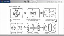 9 Cells Genes and Reproduction细胞基因生殖 常荣学简单生理学