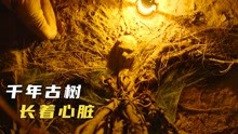 [图]老人被埋15年，不吃不喝竟活了下来，印度高分惊悚片《塔巴德》