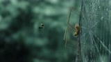 昆虫总动员：小瓢虫被苍蝇追杀，急中生智，竟利用蜘蛛干掉他们！