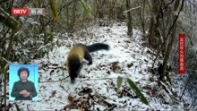  大巴山国家级自然保护区:可爱黄喉貂 雪中玩