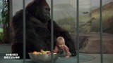 小鬼当街：笨贼想将宝宝从猩猩身边偷走，猩猩一怒，直接拍飞！