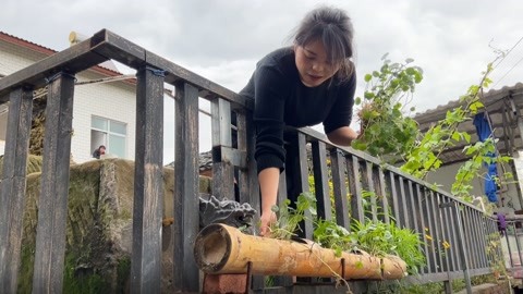 蘭田村農村么妹兒一家人 : 家裡的銅錢草長太多出來,么妹兒把它分