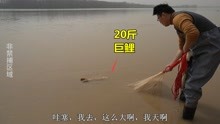 黄河涨水，小伙一网扣住20斤大鲤鱼，一米长抱不动，小胆赶紧放了