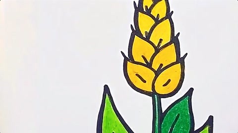 多多学画画 第175集 儿童简笔画 小麦 用蜡笔一起画田野里的小麦