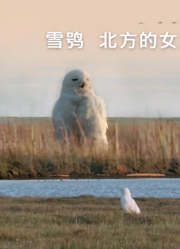 雪鸮-北方的女王}