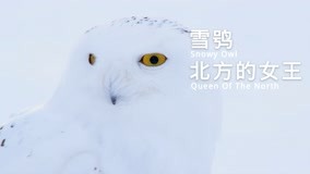 雪鸮-北方的女王