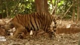 虎兄虎弟：老虎在树林里开心玩耍，谁想掉进狩猎者的陷阱，完蛋了