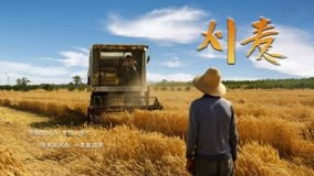 Watch the latest The Wheat Harvest Episode 1 (2020) online with English subtitle for free English Subtitle
