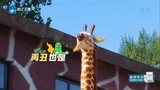 嗨放派：在动物园里装动物，李荣浩还勾引人家，结果没用