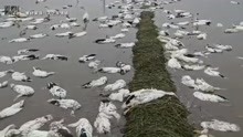 六旬老人养的近4000只鸭子被人投毒，损失十几万，让人看着心疼