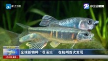 全球新物种“苕溪鱲” 在杭州首次发现