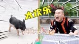 《极限挑战宝藏行3》岳云鹏爆笑追猪，结局却这么惨！