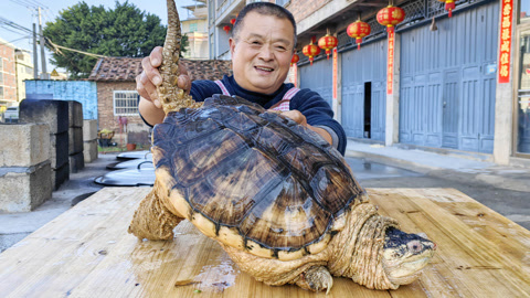 鳄鱼龟图片 最大图片