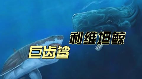 古生物科普合集 全面分析!巨齿鲨vs利维坦鲸巅峰对决谁能赢?