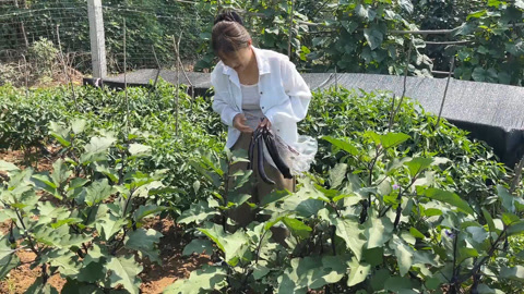 菜园茄子长的好,媳妇摘点回家做茄子托,即当菜也当饭吃着不错